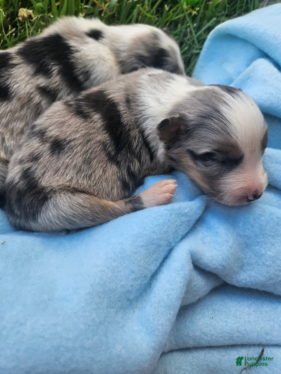 Australian Shepherd dogs for sale: Luna - Ad 2