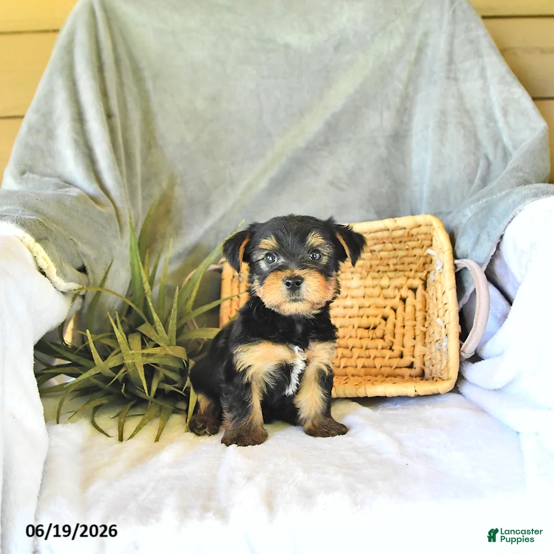 Yorkshire Terrier dogs for sale: Trent - Ad 1