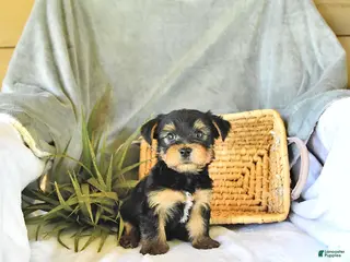 Yorkshire Terrier dogs for sale: Trent - Ad 4
