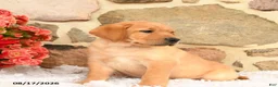 Labrador Retriever dogs for sale: Ronno - Ad 3