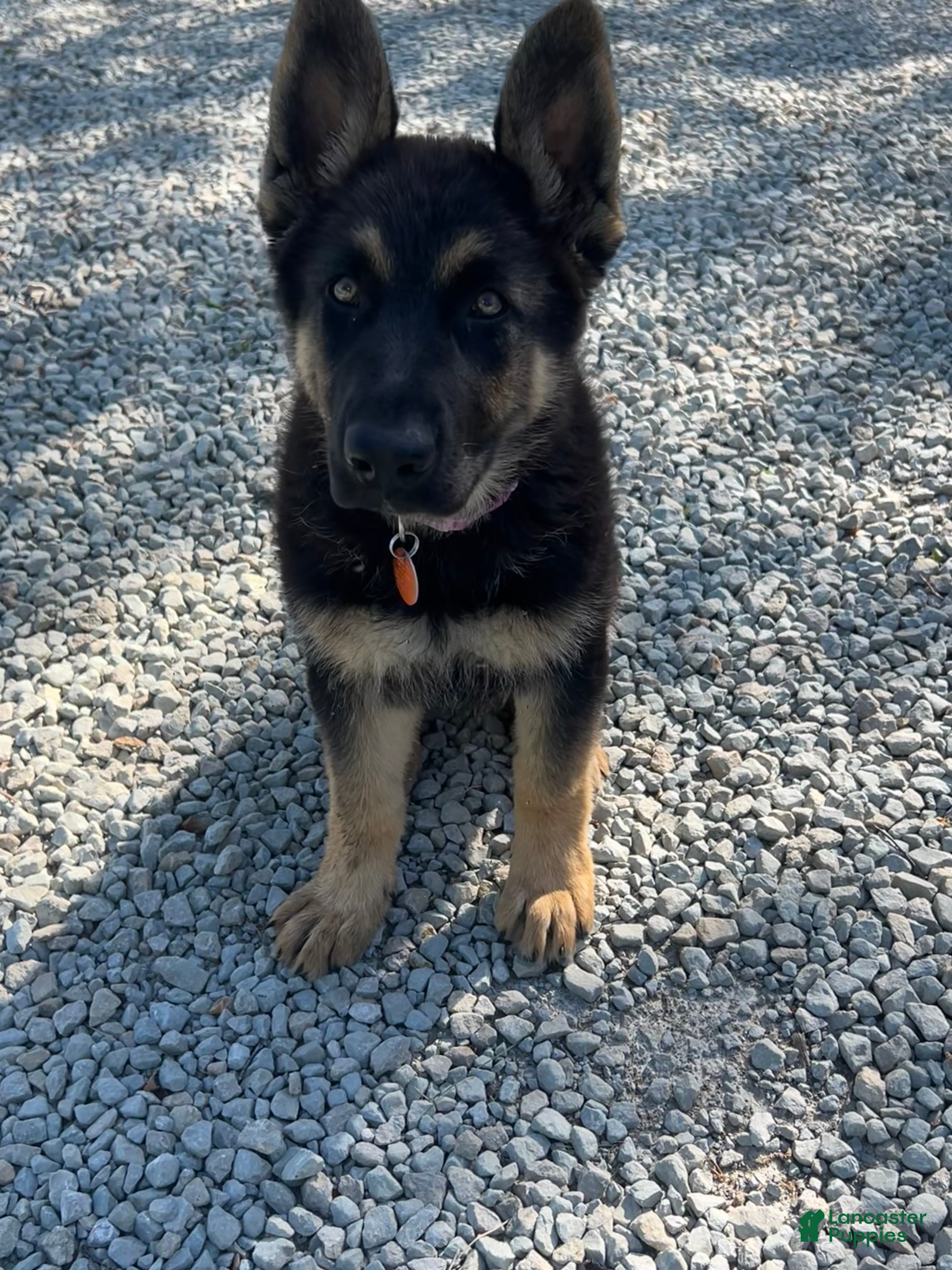 German Shepherd dogs German Shepherd Puppy 1 - Ad 37