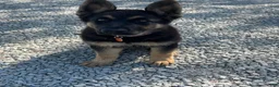 German Shepherd dogs for sale: German Shepherd Puppy 1 - Ad 1