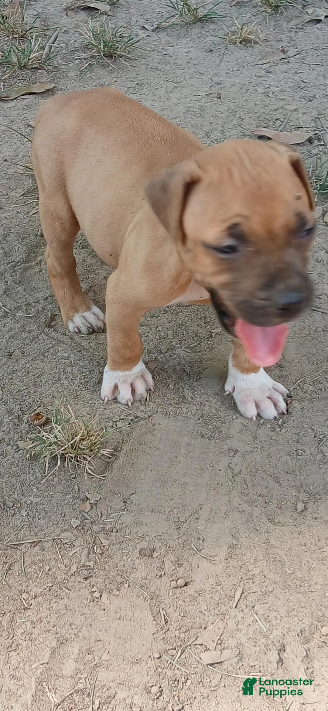 American Pit Bull Terrier dogs for sale: American Pit Bull Terrier 3 - Ad 2