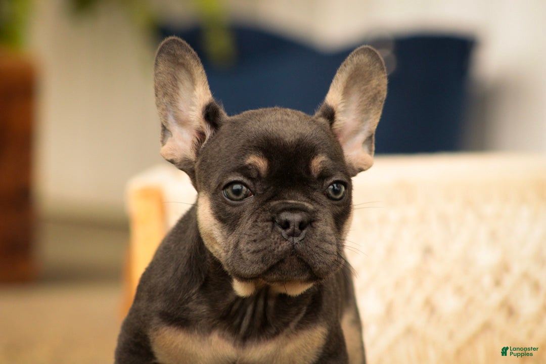 French Bulldog dogs Casey French Bulldog  - Ad 2