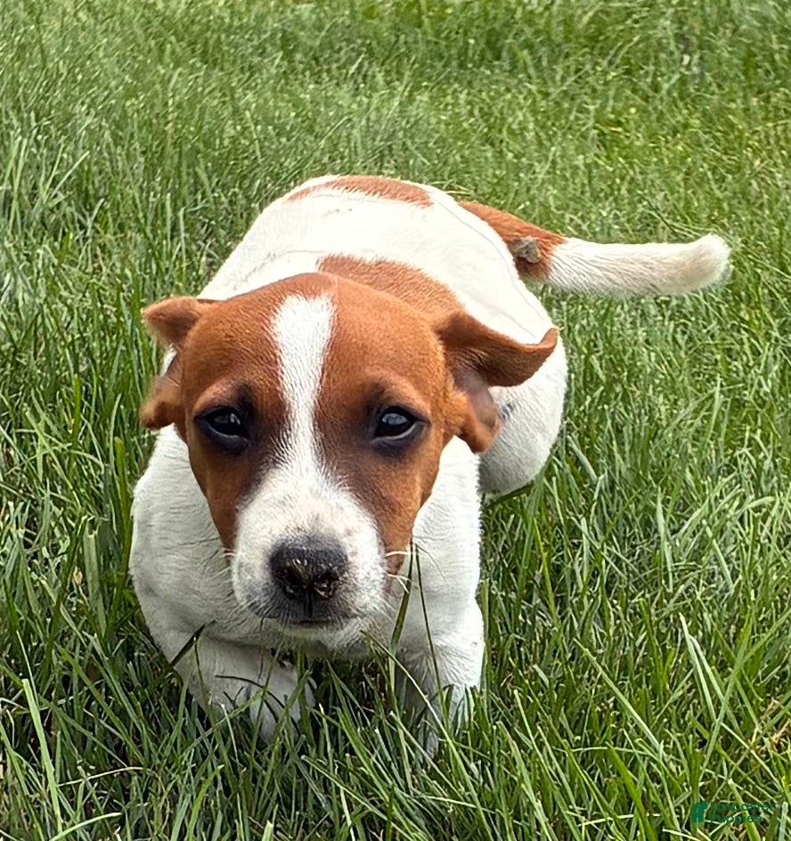 Jack Russell Terrier dogs Jack Russell Terrier 6 - Ad 29
