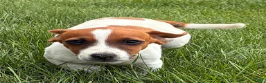 Jack Russell Terrier 6