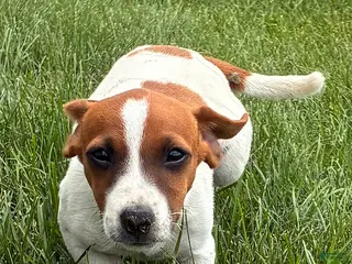 Jack Russell Terrier dogs Jack Russell Terrier 6 - Ad 29