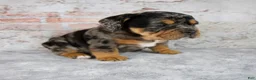 Beabull dogs for sale: Graham - Ad 7