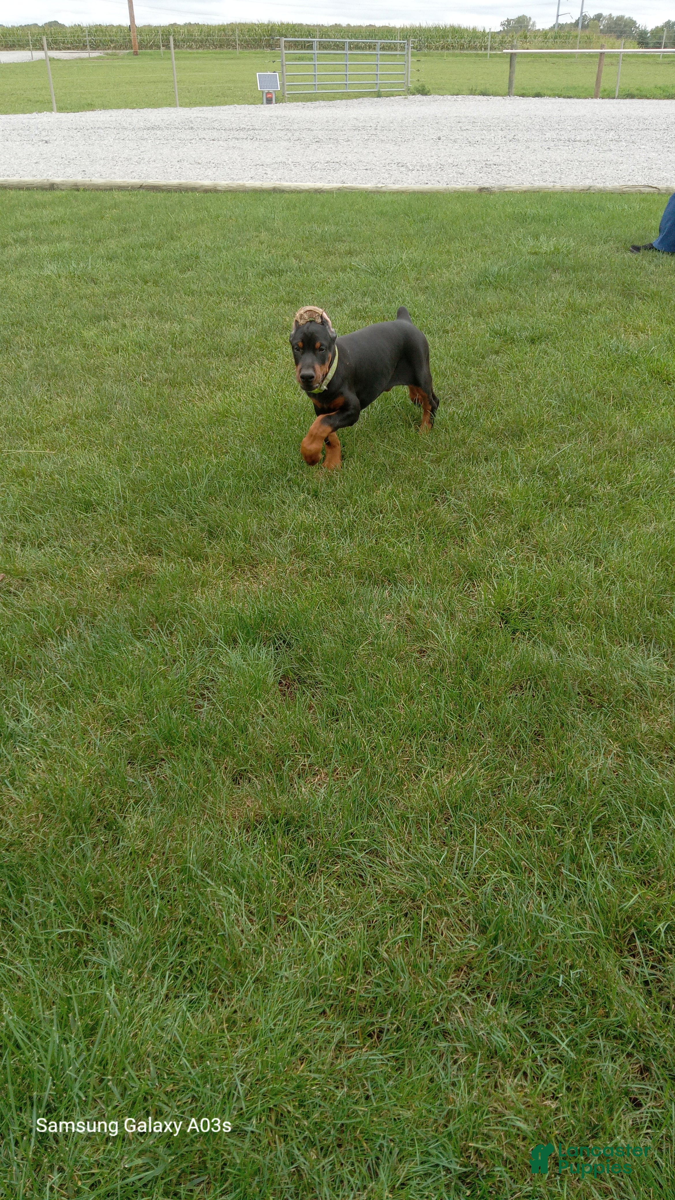 Doberman Pinscher dogs Sheba - Ad 1