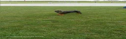 Doberman Pinscher dogs for sale: Sheba - Ad 5