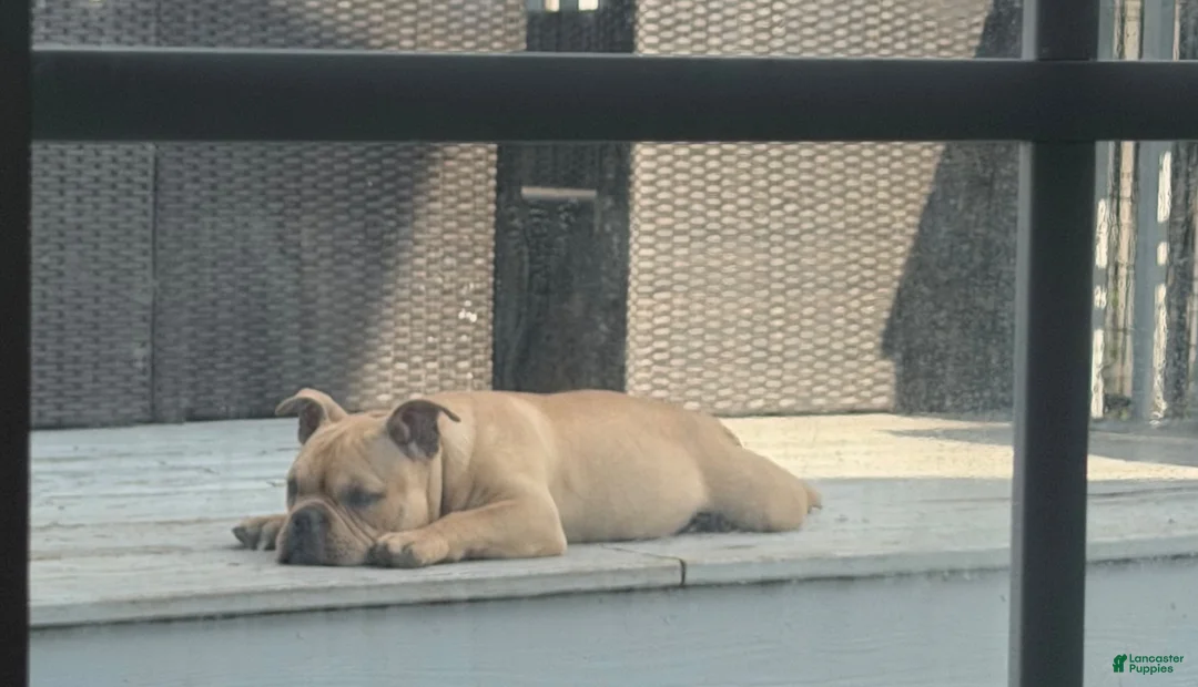 American Bully dogs for stud: Bully - Ad 7