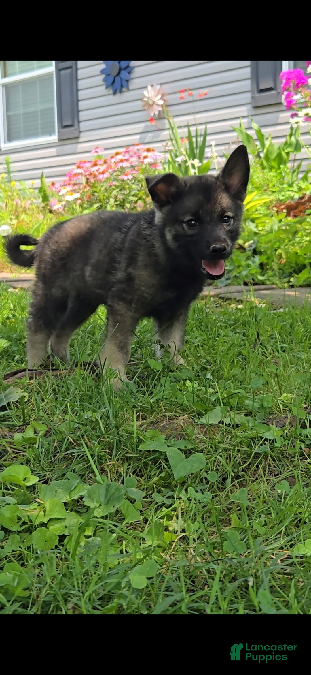 Norwegian Elkhound dogs for sale: Bingo - Ad 1