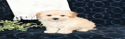 Maltipoo dogs for sale: Landon - Ad 3