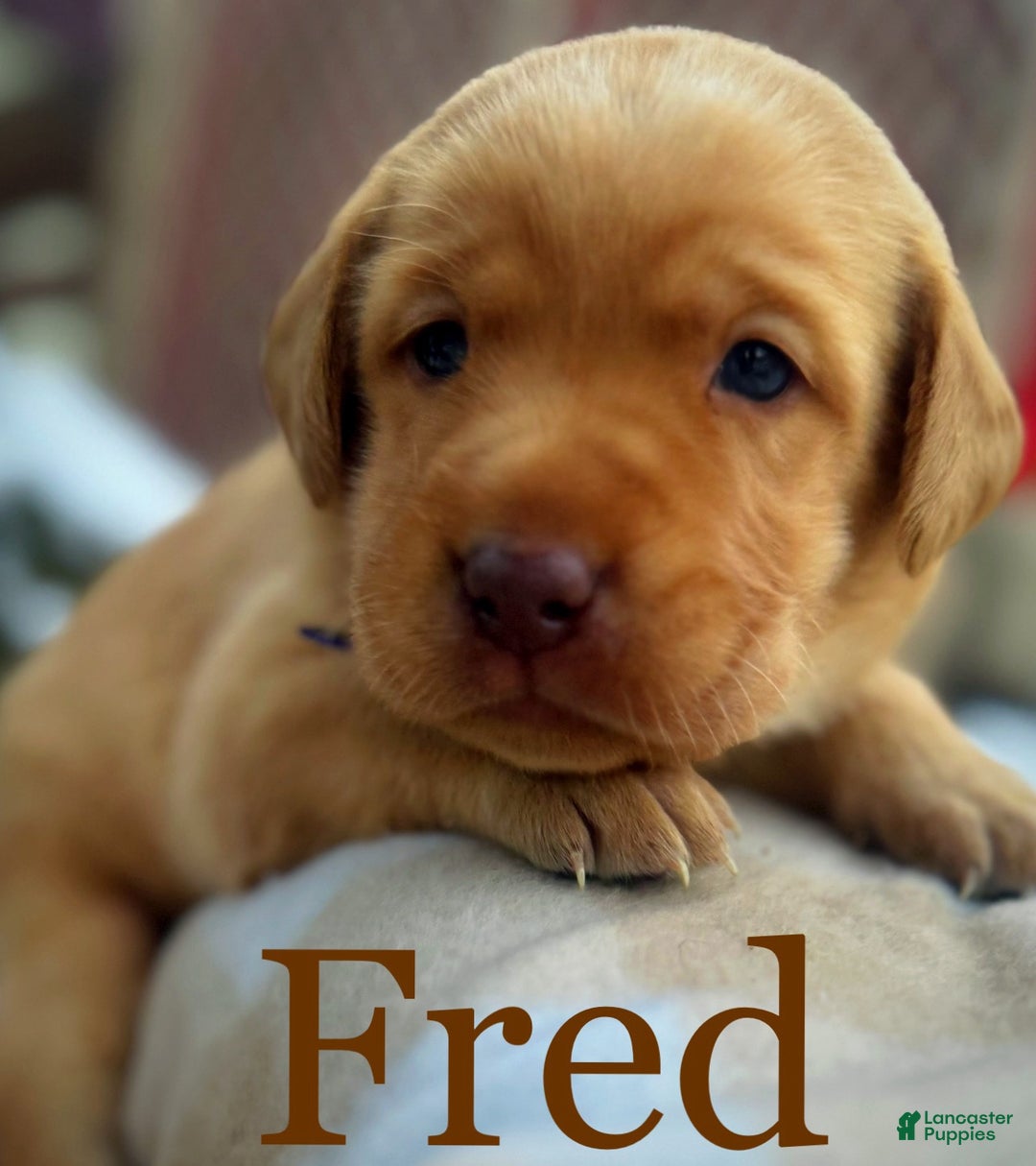 Labrador Retriever dogs for sale: Labrador Retriever Puppy 1 - Ad 4