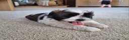 Shih Tzu dogs for sale: Bella - Ad 6