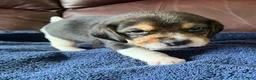 Beagle dogs for sale: Beagle 2 - Ad 47