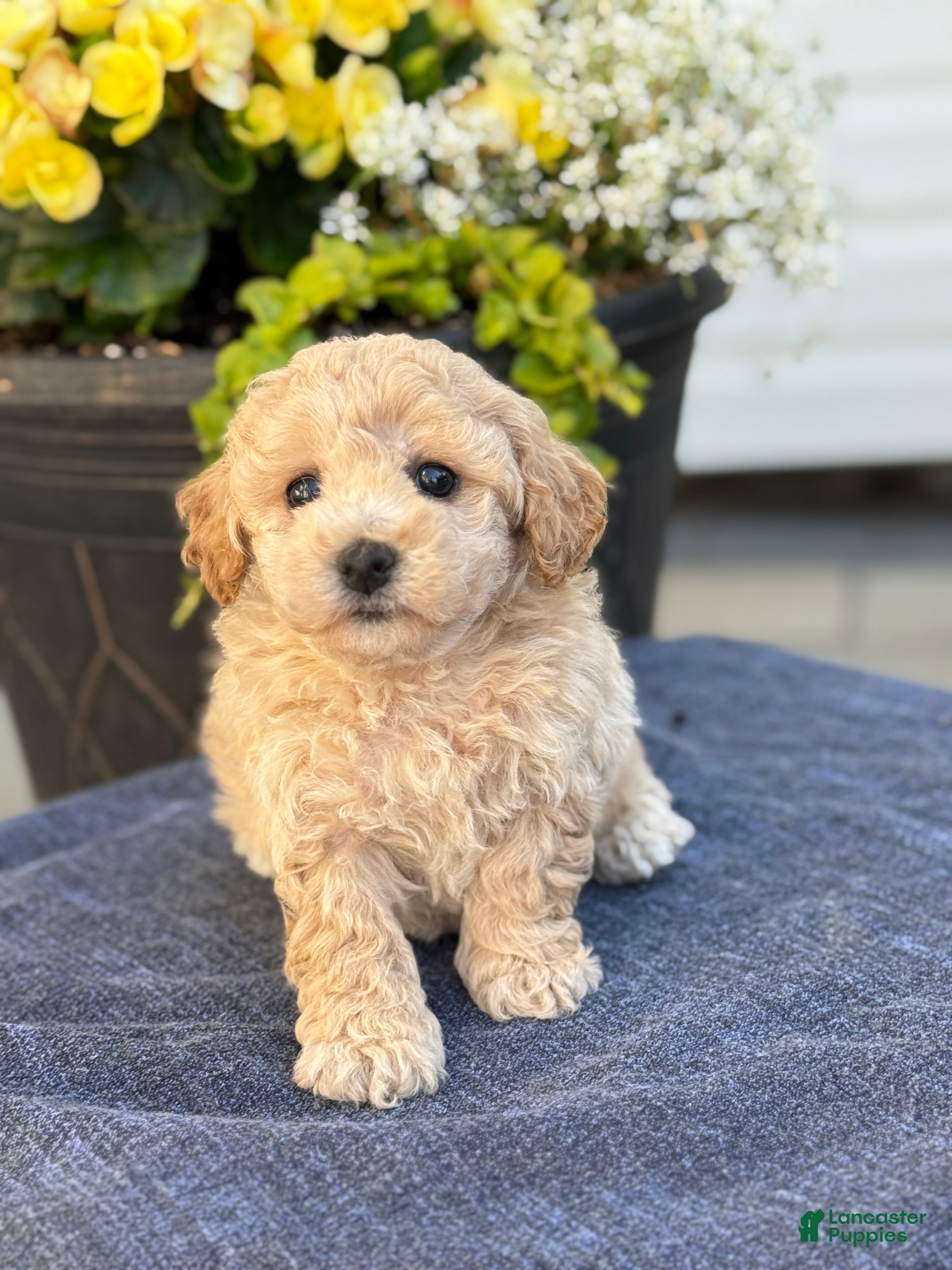 Bichpoo dogs for sale: Franklin - Ad 5