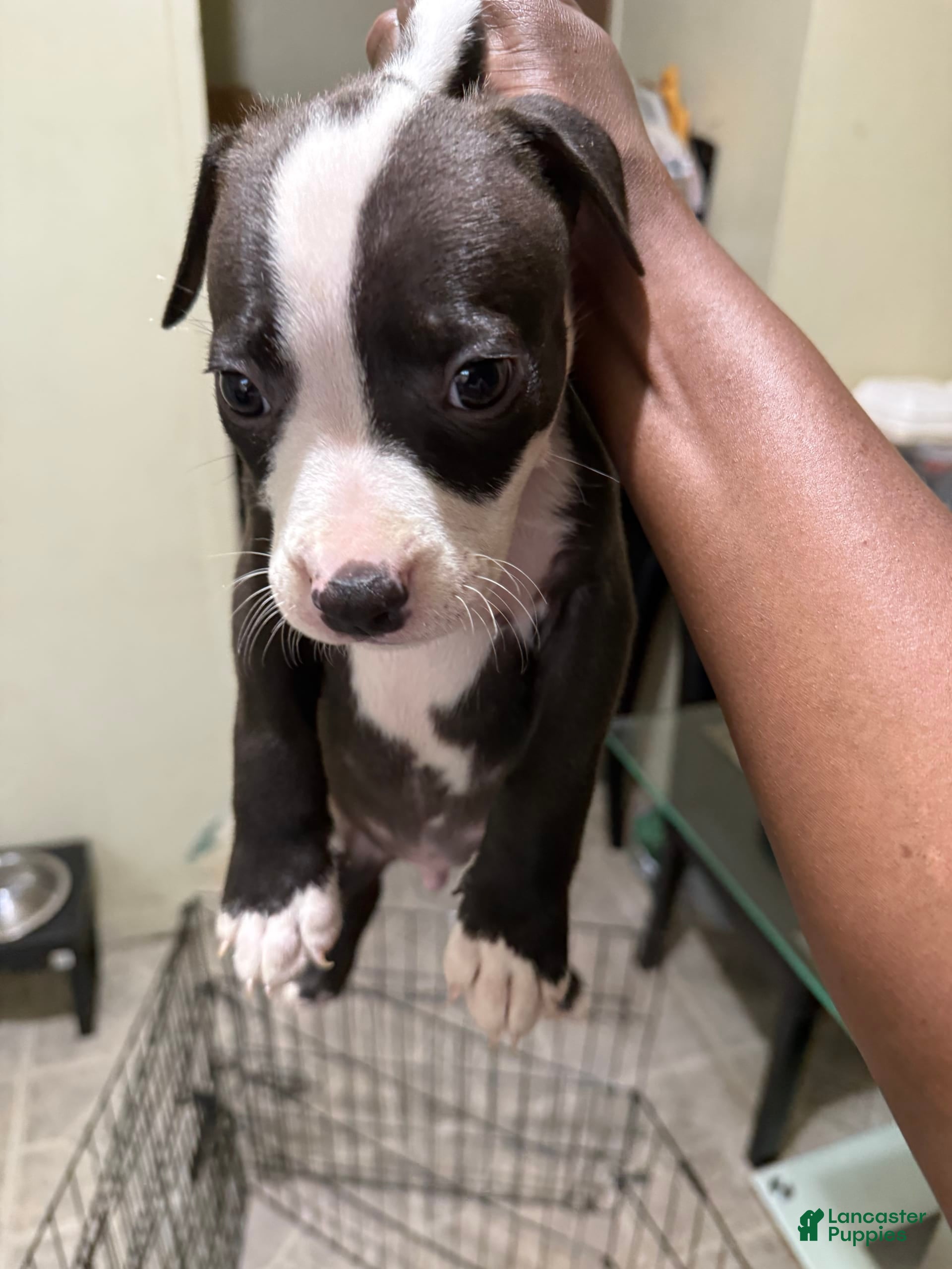 American Pit Bull Terrier dogs for sale: Girly - Ad 2