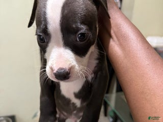 American Pit Bull Terrier dogs for sale: Girly - Ad 2
