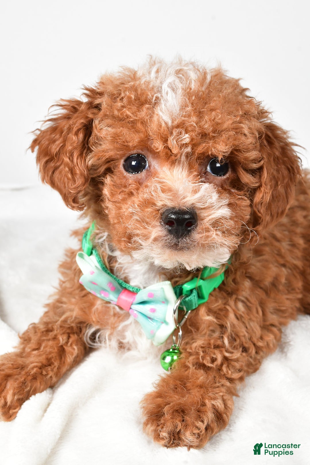 Toy Poodle dogs for sale: Eclare - Ad 5
