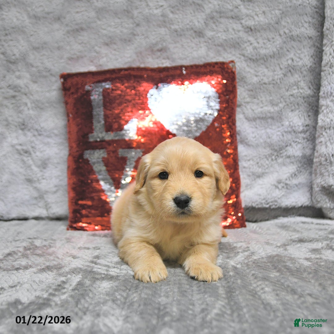 Golden Retriever dogs for sale: Lars - Ad 5