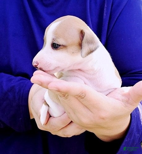 Italian Greyhound dogs Sevyn - Ad 2