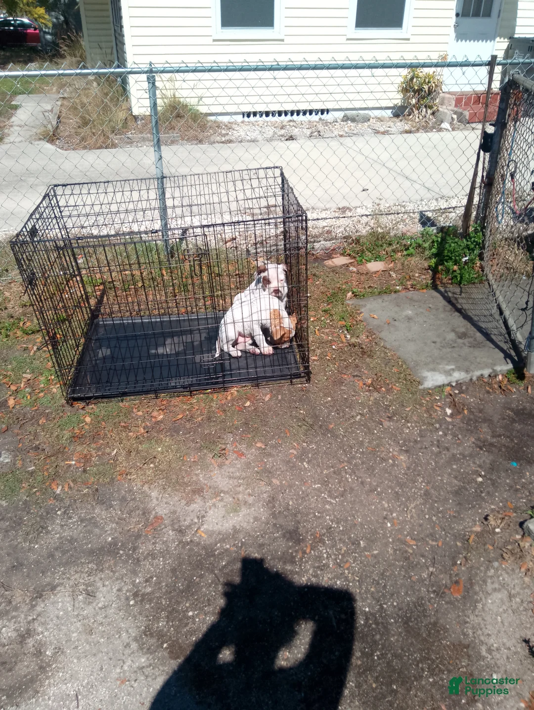 American Pit Bull Terrier dogs for sale: American Pit Bull Terrier Puppy 1 - Ad 1