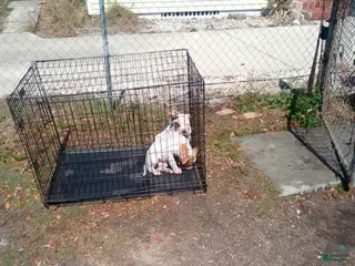 American Pit Bull Terrier dogs American Pit Bull Terrier Puppy 1 - Ad 3