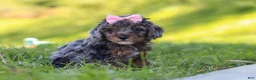 Miniature Poodle dogs for sale: Lexi - Ad 9