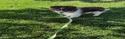 Pomsky dogs for sale: Batman - Ad 2