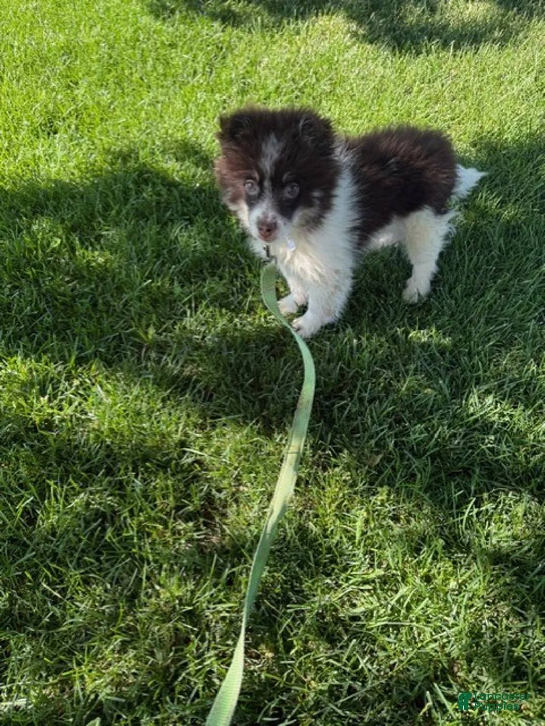 Pomsky dogs for sale: Batman - Ad 2