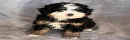 Mini Bernedoodle dogs for sale: Koda - Ad 1