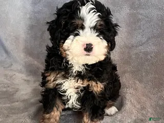 Mini Bernedoodle dogs for sale: Koda - Ad 1