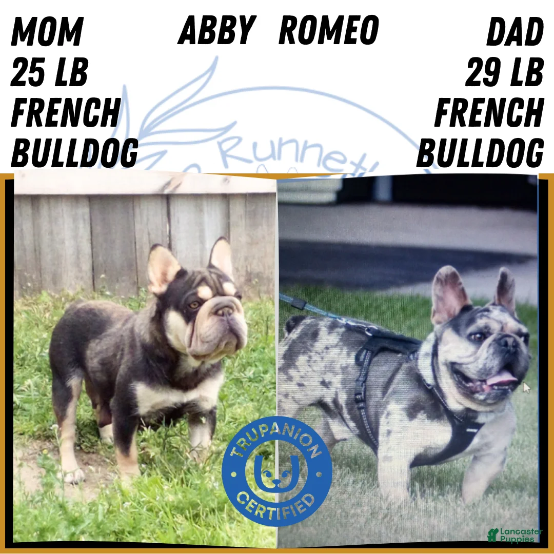 French Bulldog dogs for sale: Rocco - Ad 11