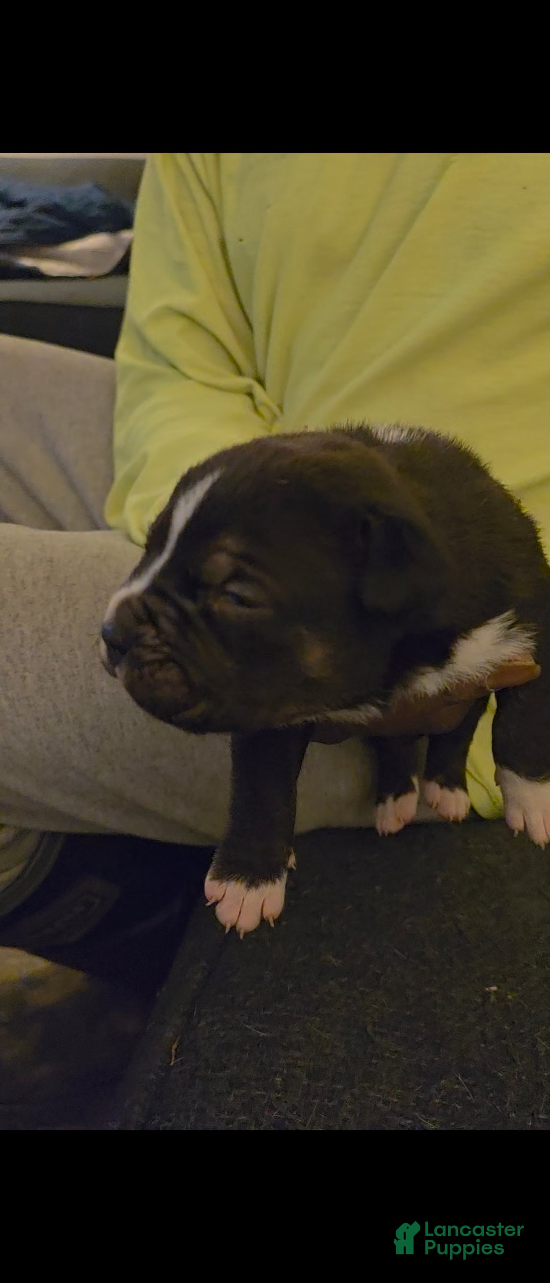 Mixed Breed dogs Mixed Breed Puppy 1 - Ad 1