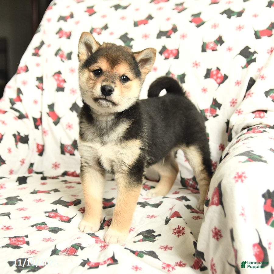 Shiba Inu dogs Jingles - Ad 25