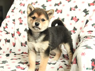 Shiba Inu dogs Jingles - Ad 38