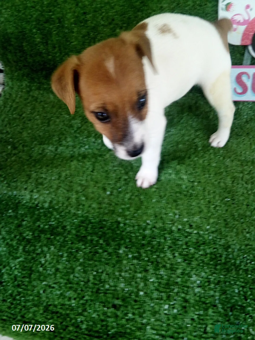 Jack Russell Terrier dogs for sale: Joey - Ad 2
