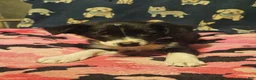 Chihuahua dogs for sale: Misty (T-Cup) - Ad 20