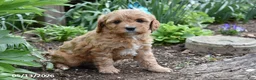 Cavapoo dogs for sale: Bella - Ad 2