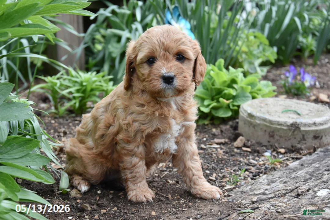 Cavapoo dogs for sale: Bella - Ad 2