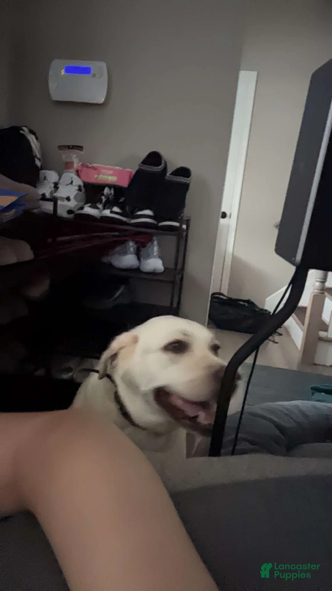 Labrador Retriever dogs for sale: Cloudy - Ad 2