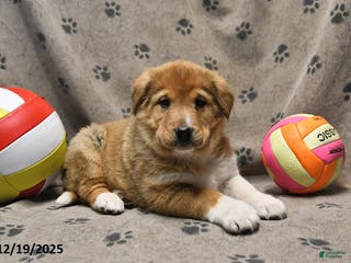 Mixed Breed dogs Kash - Ad 27