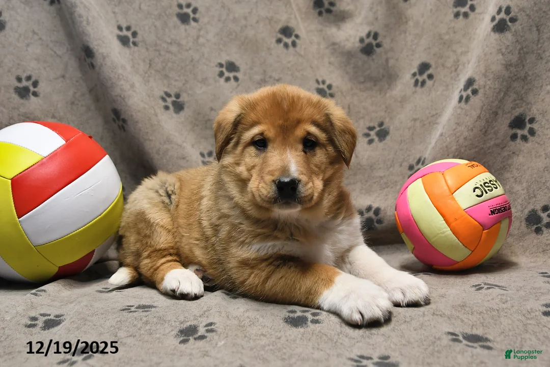 Mixed Breed dogs for sale: Kash - Ad 1