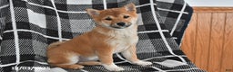 Shiba Inu dogs for sale: Jewel - Ad 4