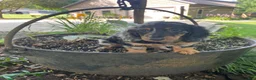 Miniature Dachshund dogs for sale: Princess - Ad 10
