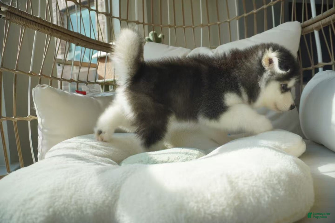 Alaskan Malamute dogs for sale: Xiao Hong - Ad 4