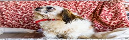 Shih Tzu dogs for sale: Jude - Ad 35