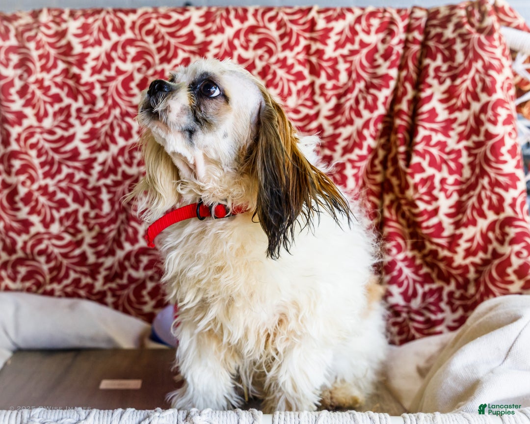 Shih Tzu dogs for sale: Jude - Ad 35