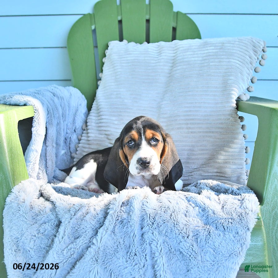 Basset Hound dogs Lexie - Ad 1